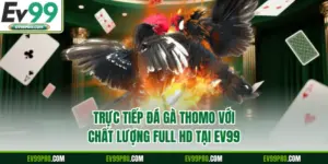 Trực Tiếp Đá Gà Thomo Với Chất Lượng Full Hd Tại Ev99